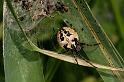 Larinioides_cornutus_D5064_Z_90_Canal du Nivernais_Frankrijk
